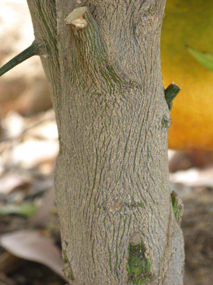            Bark (Riverside, CA)   